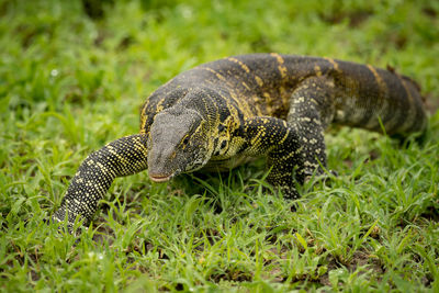 Close-up of monitor lizard on field