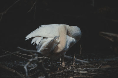 Close-up of bird perching on a field