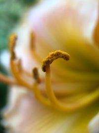 Close-up of yellow flowering plant