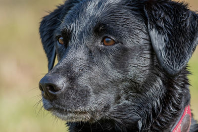 Head shot of a wet black labrador retriever 
