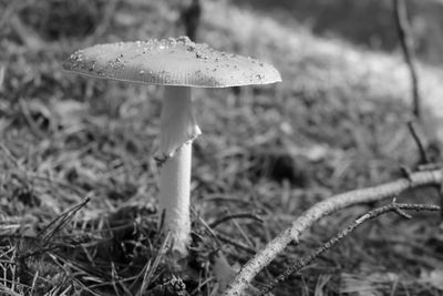 Close-up of mushroom on field