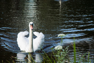 Swan swimming in lake