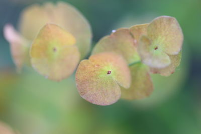 Close-up of flowering plant against blurred background