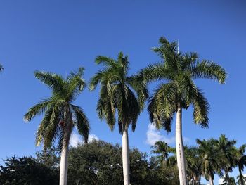 Low angle view of coconut palm trees against blue sky