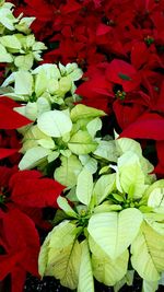 Close-up of red flowers