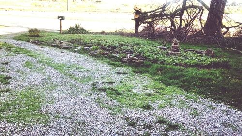 Plants growing on field