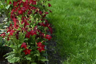 Red flowers growing in field
