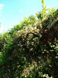 Low angle view of trees