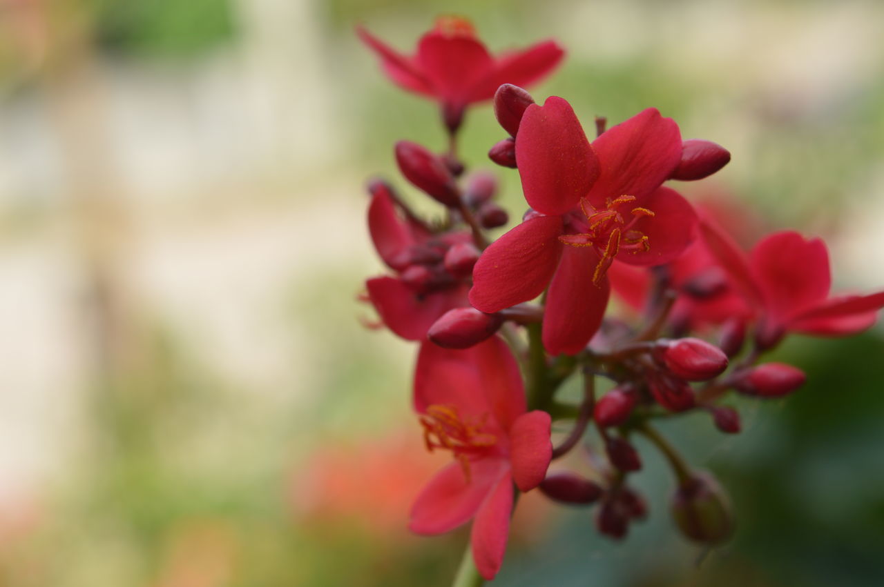 CLOSE-UP OF RED FLOWERING PLANTS