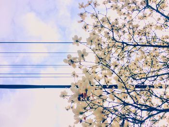 Low angle view of cherry blossoms