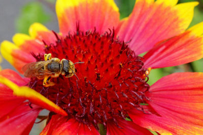 Close-up of insect on red flower