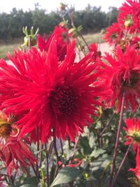 Close-up of red poppy blooming outdoors