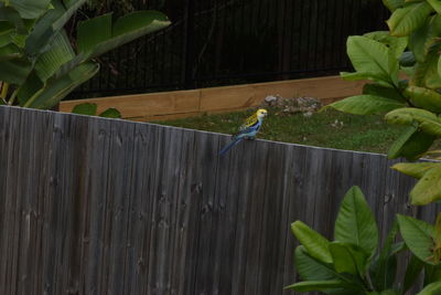 Close-up of bird perching on plant