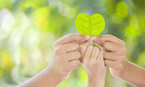 Cropped hands of woman holding plant