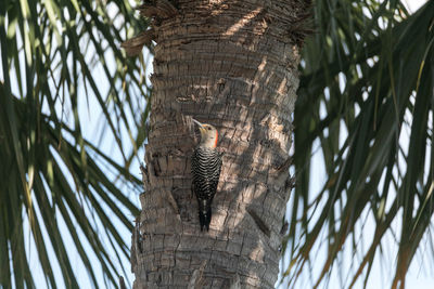 Red-bellied woodpecker melanerpes carolinus pecks on a tree food in naples, florida.