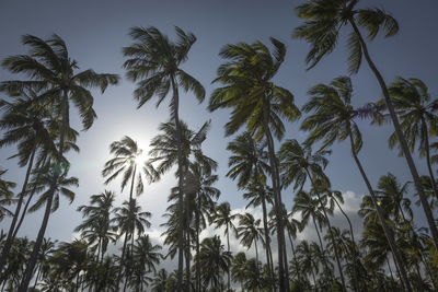 Low angle view of coconut palm trees against sky