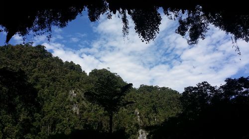 Low angle view of trees against sky