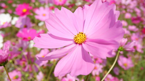 Close-up of pink cosmos flowers