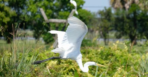 White bird flying