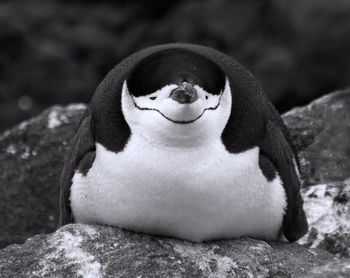 Close-up of penguin on rock