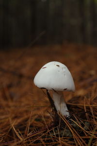 Close-up of white flower