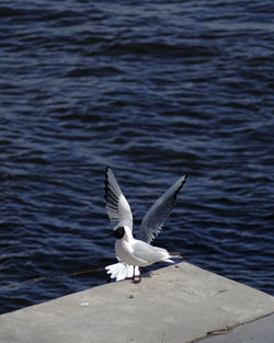 Seagull flying over sea