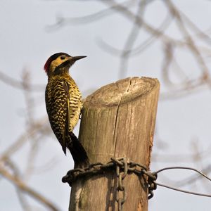 Low angle view of bird perching on branch