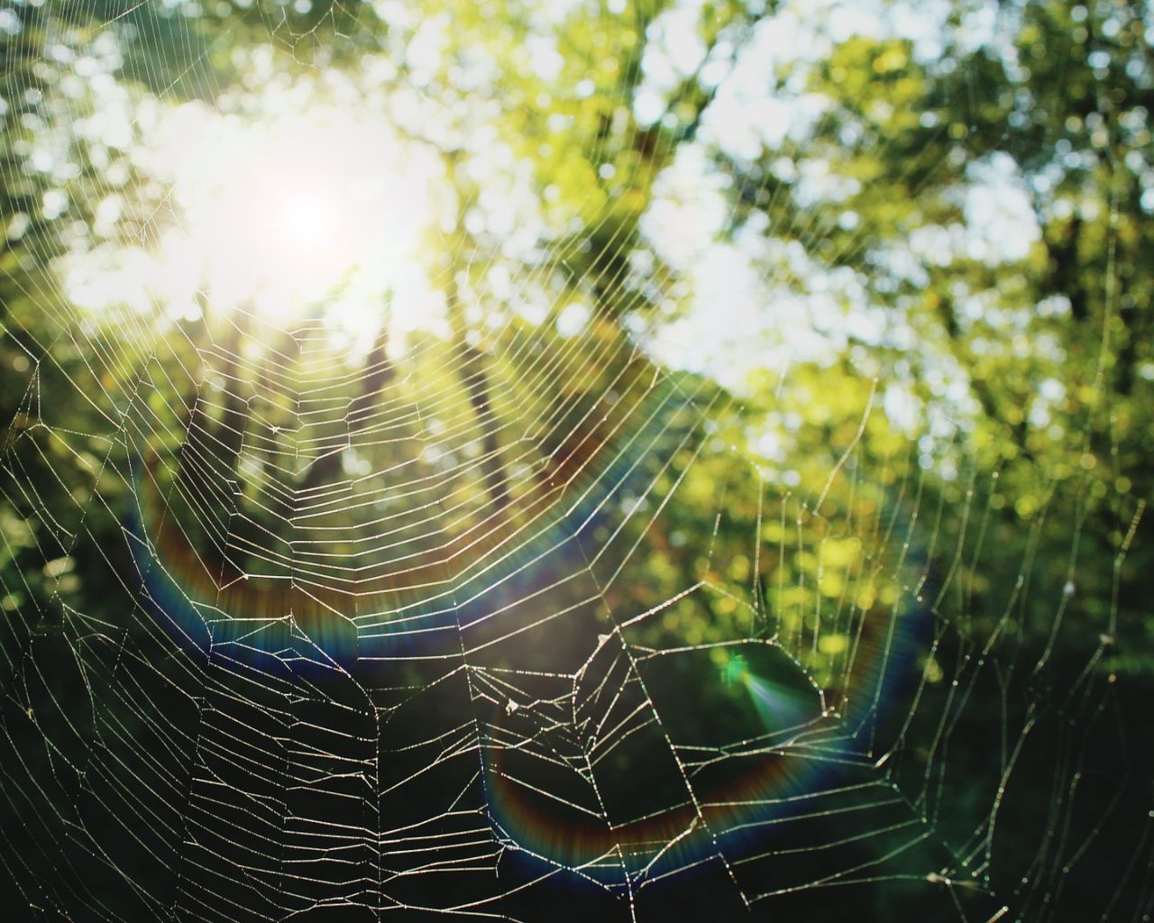 CLOSE-UP OF SPIDER WEB AGAINST TREES