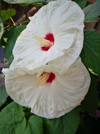 Close-up of white hibiscus flower