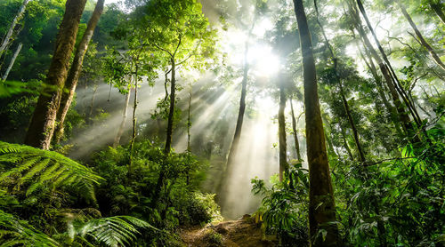 Untouched rainforest in fog and backlight, ai generated