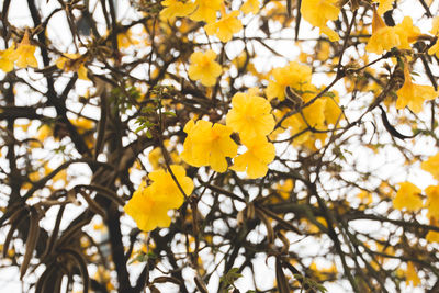 Low angle view of yellow flowering tree