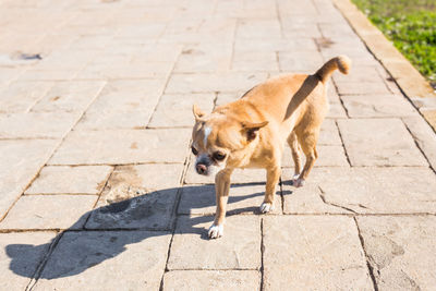 High angle view of a dog on footpath