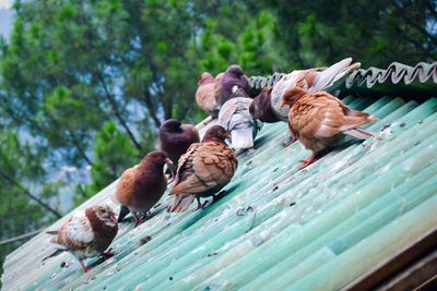 Low angle view of birds perching on tree