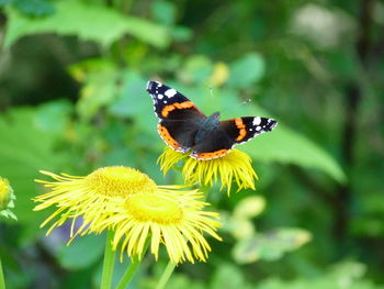 Butterfly perching on yellow flower