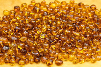 Close-up of caterpillar on plate