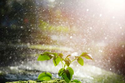 Small of tree with bokeh from raindrop background and the light from the sun,symbolism in freshy 