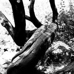 Close-up of tree trunk in forest