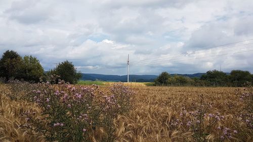 Scenic view of field against sky