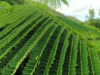 Close-up of fern leaves