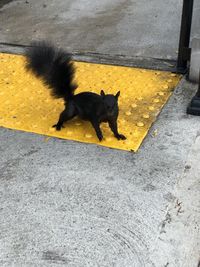 High angle view of black cat on street