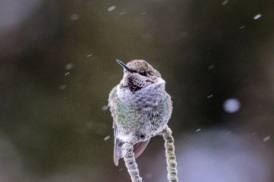 Close-up of hummingbird