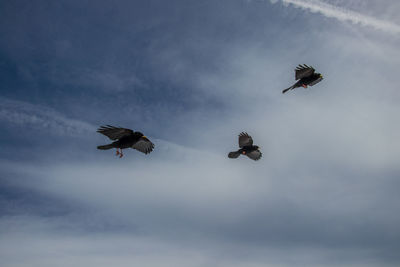 Low angle view of birds flying in sky