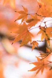 Close-up of maple leaves on tree