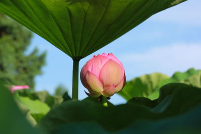 Lotus bud growing against sky