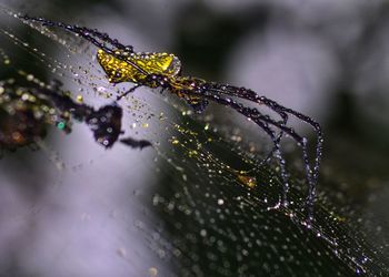 Close-up of spider on web