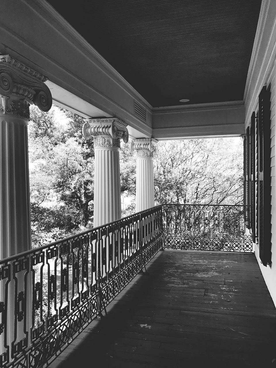 VIEW OF TREES IN ROOM