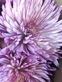 Close-up of purple dahlia blooming outdoors