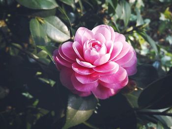 Close-up of pink flowers