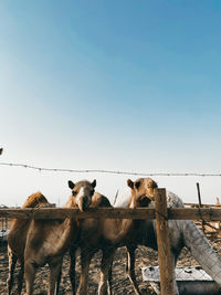 View of sheep on field against sky