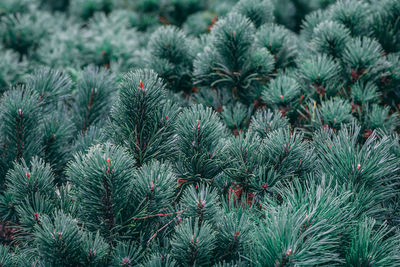 Full frame shot of pine tree